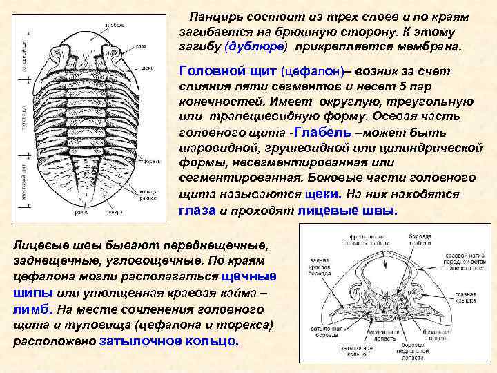 Панцирь состоит из трех слоев и по краям загибается на брюшную сторону. К этому