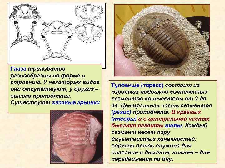 Глаза трилобитов разнообразны по форме и строению. У некоторых видов они отсутствуют, у других