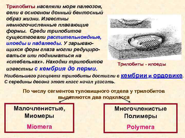 Трилобиты населяли моря палеозоя, вели в основном донный бентосный образ жизни. Известны немногочисленные плавающие