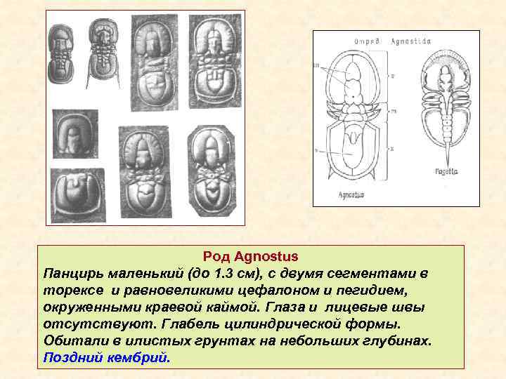 Род Agnostus Панцирь маленький (до 1. 3 см), c двумя сегментами в торексе и