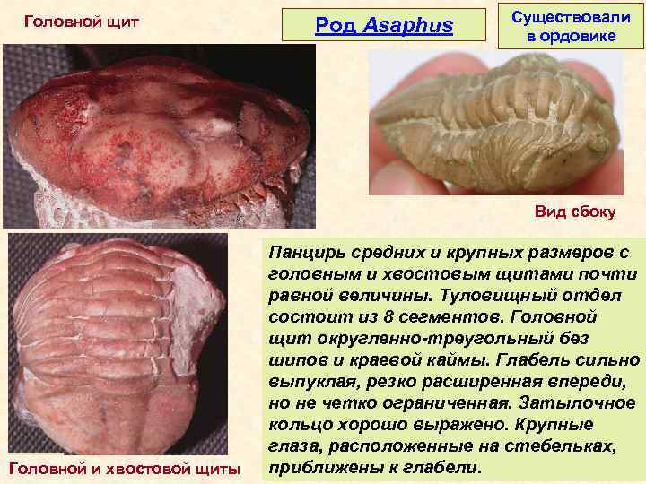 Головной щит Род Asaphus Существовали в ордовике Вид сбоку Головной и хвостовой щиты Панцирь