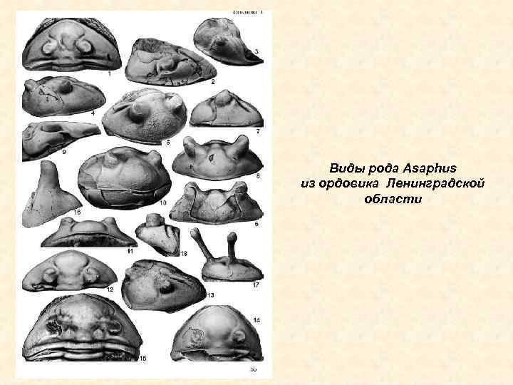 Виды рода Asaphus из ордовика Ленинградской области 