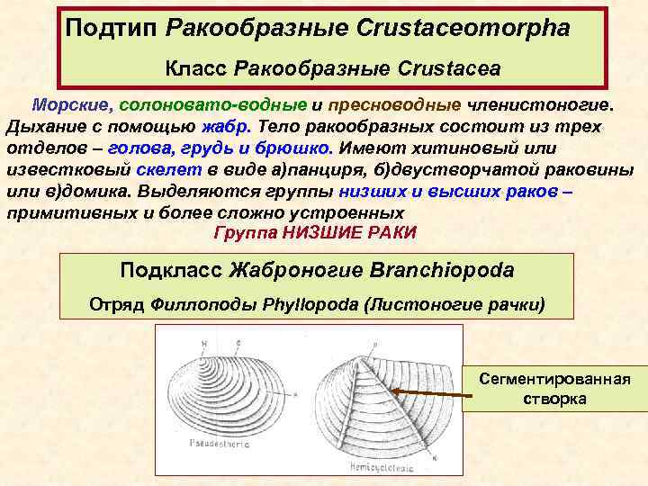 Подтип Ракообразные Crustaceomorpha Класс Ракообразные Crustacea Морские, солоновато-водные и пресноводные членистоногие. Дыхание с помощью