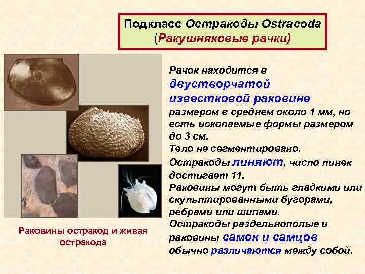 Подкласс Остракоды Ostracoda (Ракушняковые рачки) Рачок находится в двустворчатой известковой раковине Раковины остракод и