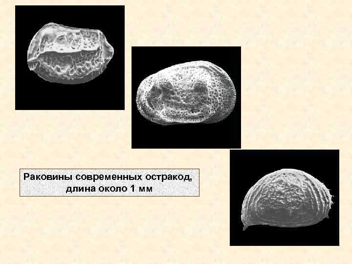 Раковины современных остракод, длина около 1 мм 