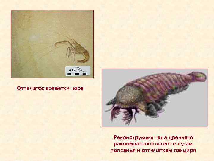 Отпечаток креветки, юра Реконструкция тела древнего ракообразного по его следам ползанья и отпечаткам панциря