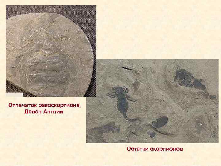 Отпечаток ракоскортиона, Девон Англии Остатки скорпионов 