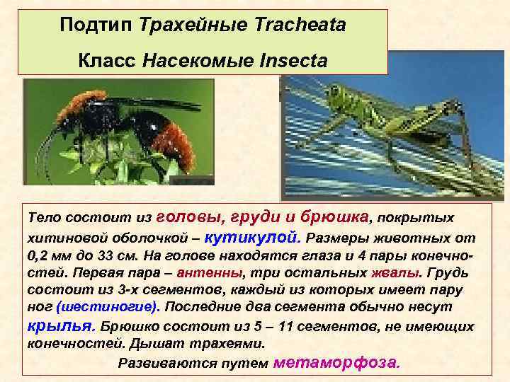 Подтип Трахейные Tracheata Класс Насекомые Insecta Тело состоит из головы, груди и брюшка, покрытых