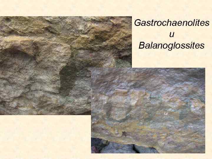 Gastrochaenolites и Balanoglossites 