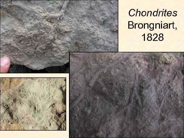 Chondrites Brongniart, 1828 