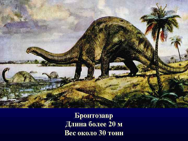 Бронтозавр Длина более 20 м Вес около 30 тонн 