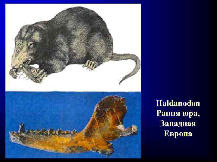 Haldanodon Рання юра, Западная Европа 