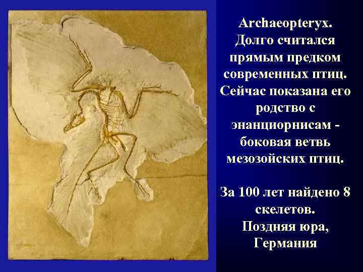 Archaeopteryx. Долго считался прямым предком современных птиц. Сейчас показана его родство с энанциорнисам -