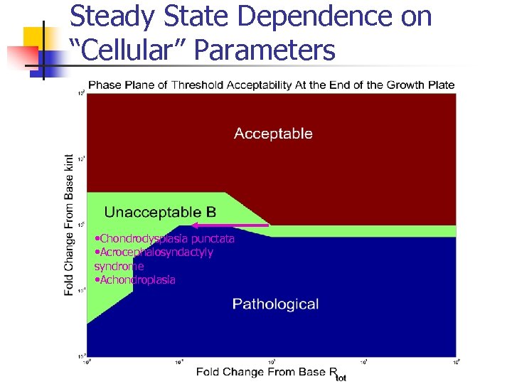 Steady State Dependence on “Cellular” Parameters • Chondrodysplasia punctata • Acrocephalosyndactyly syndrome • Achondroplasia