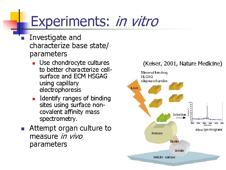 Experiments: in vitro n Investigate and characterize base state/ parameters n n n Use