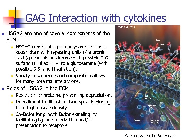 GAG Interaction with cytokines n HSGAG are one of several components of the ECM.
