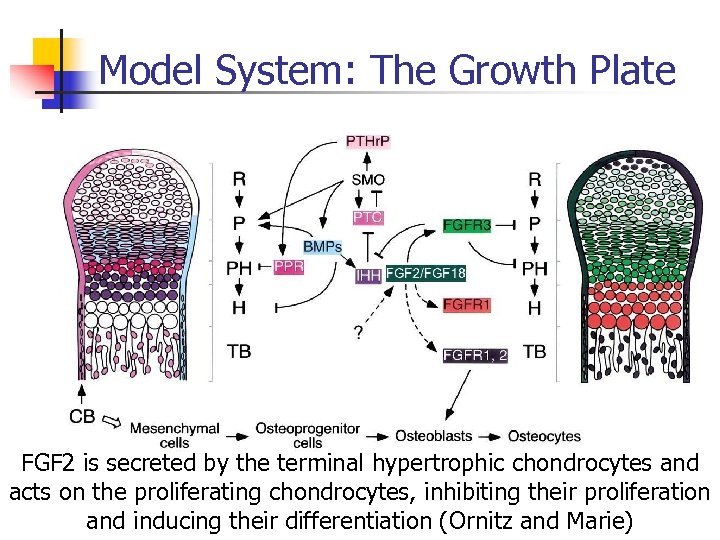 Model System: The Growth Plate FGF 2 is secreted by the terminal hypertrophic chondrocytes