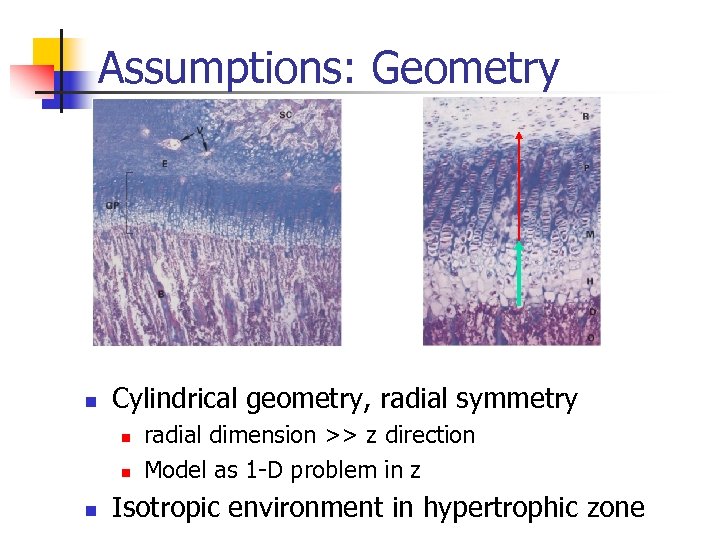 Assumptions: Geometry n Cylindrical geometry, radial symmetry n n n radial dimension >> z