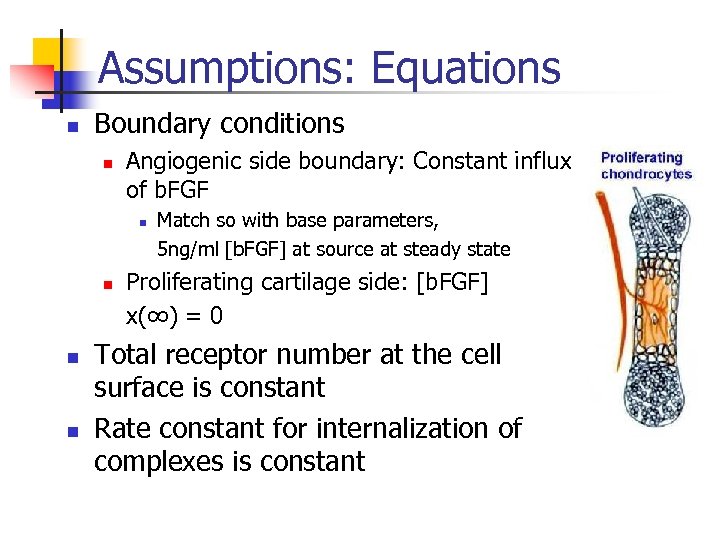 Assumptions: Equations n Boundary conditions n Angiogenic side boundary: Constant influx of b. FGF
