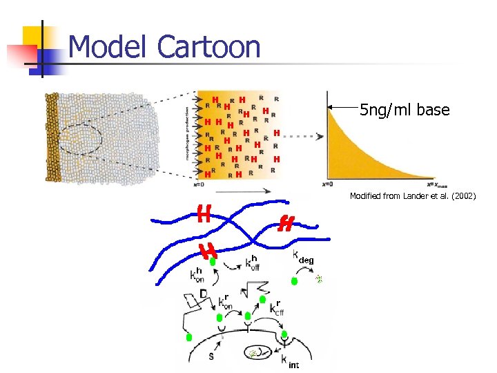 Model Cartoon H H H H 5 ng/ml base H H H H b.
