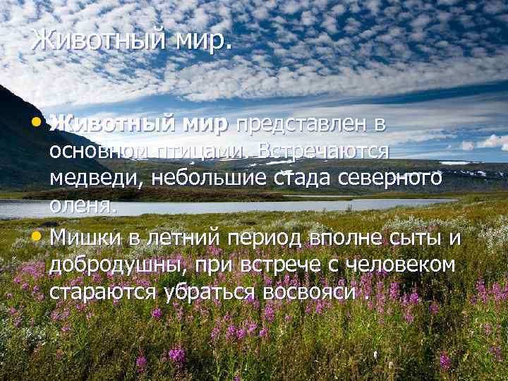 Животный мир. • Животный мир представлен в основном птицами. Встречаются медведи, небольшие стада северного