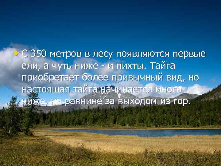  • С 350 метров в лесу появляются первые ели, а чуть ниже -