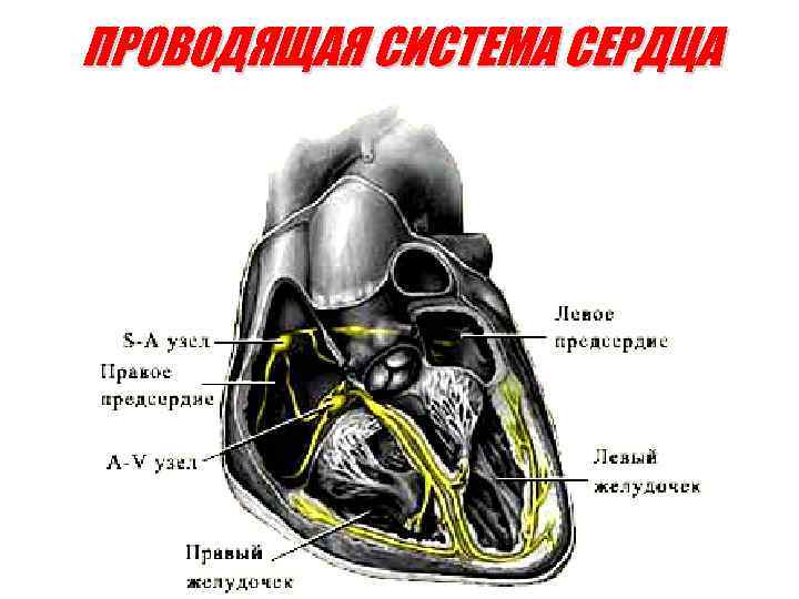 Гребенчатые мышцы сердца. Трабекулярные мышцы сердца. Физиологические свойства сердечной мышцы.