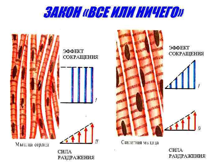 ЗАКОН «ВСЕ ИЛИ НИЧЕГО» ЭФФЕКТ СОКРАЩЕНИЯ СИЛА РАЗДРАЖЕНИЯ 