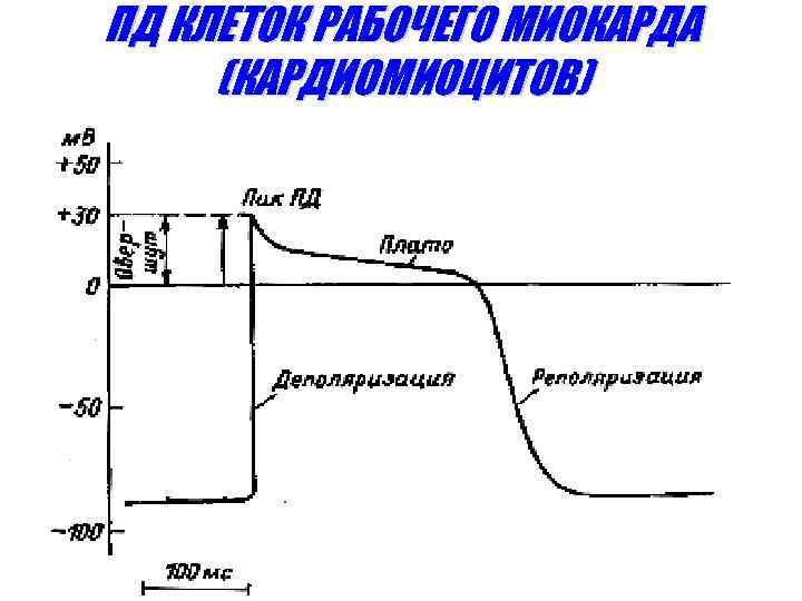 ПД КЛЕТОК РАБОЧЕГО МИОКАРДА (КАРДИОМИОЦИТОВ) 