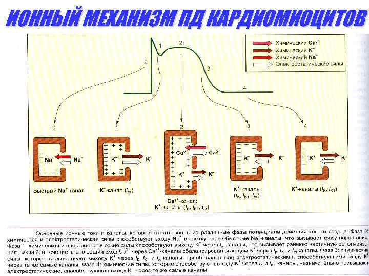 ИОННЫЙ МЕХАНИЗМ ПД КАРДИОМИОЦИТОВ 