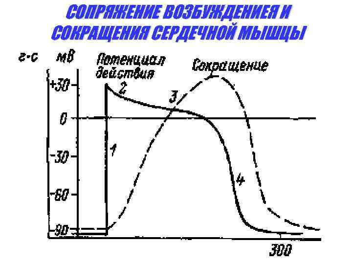 СОПРЯЖЕНИЕ ВОЗБУЖДЕНИЕЯ И СОКРАЩЕНИЯ СЕРДЕЧНОЙ МЫШЦЫ 