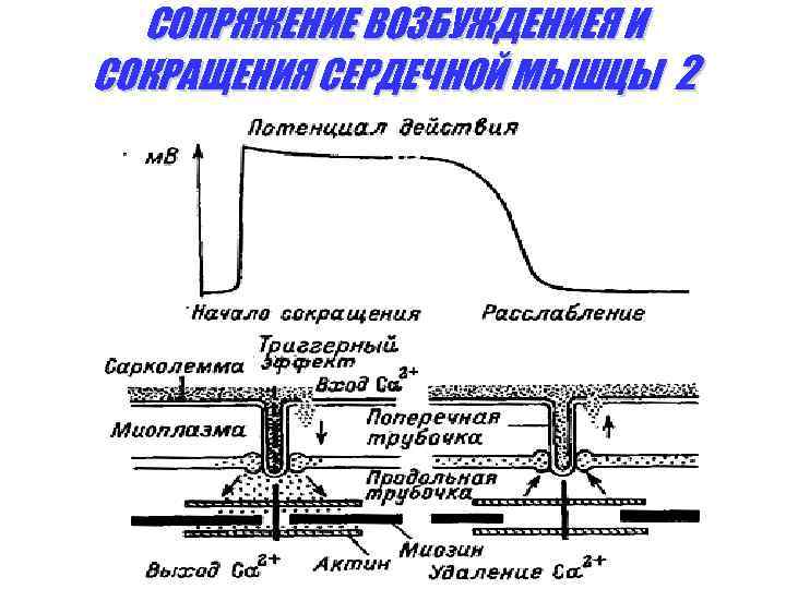 СОПРЯЖЕНИЕ ВОЗБУЖДЕНИЕЯ И СОКРАЩЕНИЯ СЕРДЕЧНОЙ МЫШЦЫ 2 