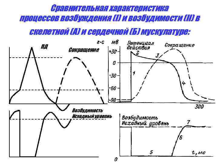 Функции возбудимости