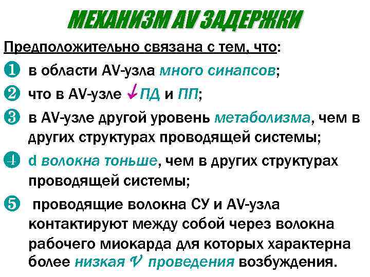 МЕХАНИЗМ AV ЗАДЕРЖКИ Предположительно связана с тем, что: ❶ в области AV-узла много синапсов;