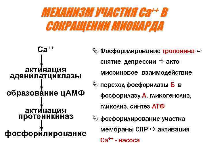 Механизм участия. Активация аденилатциклазы. Фосфорилирование тропонина. Аденилатциклаза сокращение.