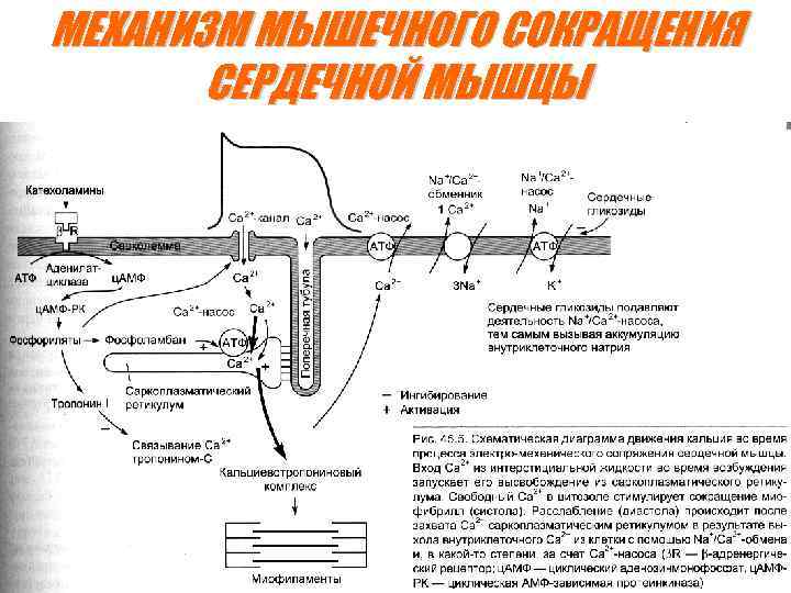 МЕХАНИЗМ МЫШЕЧНОГО СОКРАЩЕНИЯ СЕРДЕЧНОЙ МЫШЦЫ 