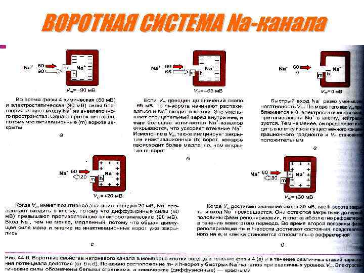 ВОРОТНАЯ СИСТЕМА Na-канала 