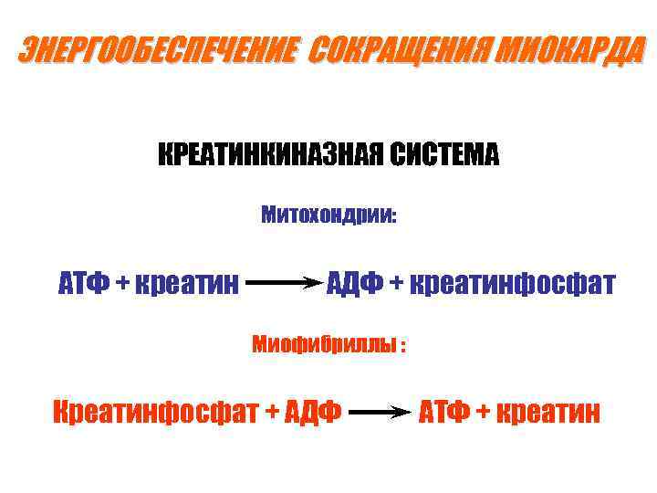 ЭНЕРГООБЕСПЕЧЕНИЕ СОКРАЩЕНИЯ МИОКАРДА КРЕАТИНКИНАЗНАЯ СИСТЕМА Митохондрии: АТФ + креатин АДФ + креатинфосфат Миофибриллы :