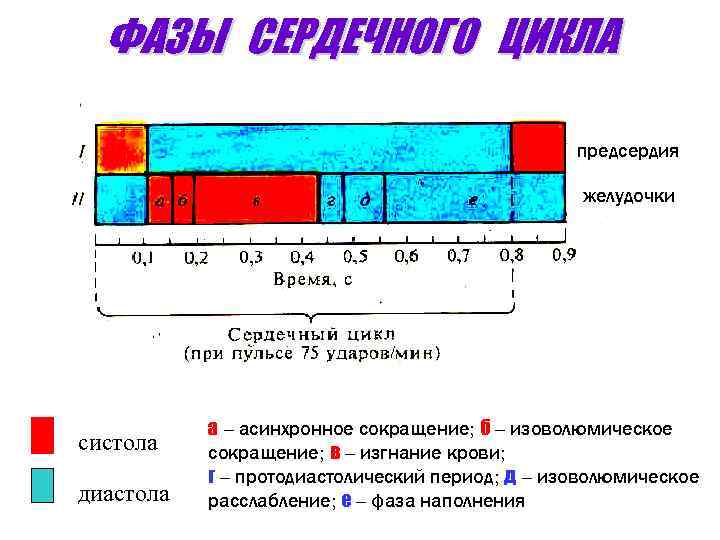 ФАЗЫ СЕРДЕЧНОГО ЦИКЛА предсердия желудочки систола диастола а – асинхронное сокращение; б – изоволюмическое
