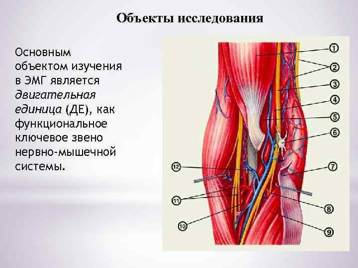 Объекты исследования Основным объектом изучения в ЭМГ является двигательная единица (ДЕ), как функциональное ключевое