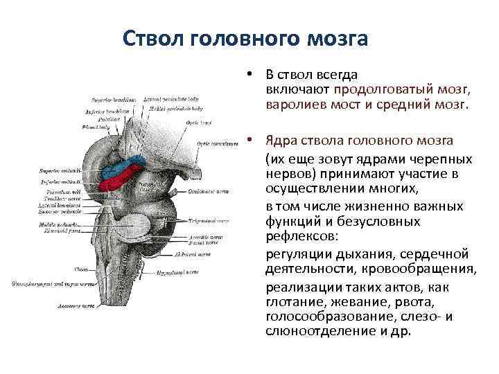 Ствол головного мозга • В ствол всегда включают продолговатый мозг, варолиев мост и средний