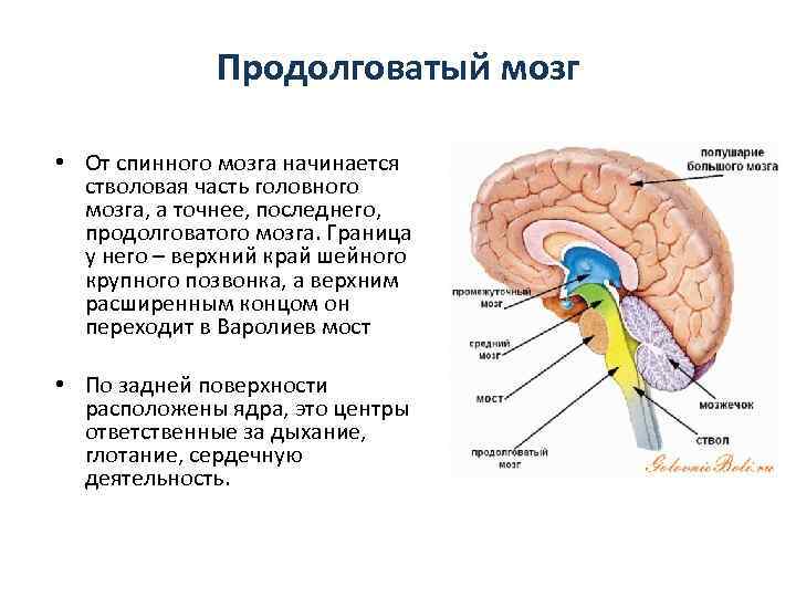 Продолговатый мозг • От спинного мозга начинается стволовая часть головного мозга, а точнее, последнего,