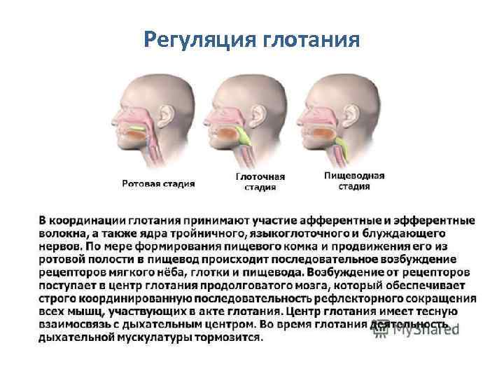 Регуляция глотания 