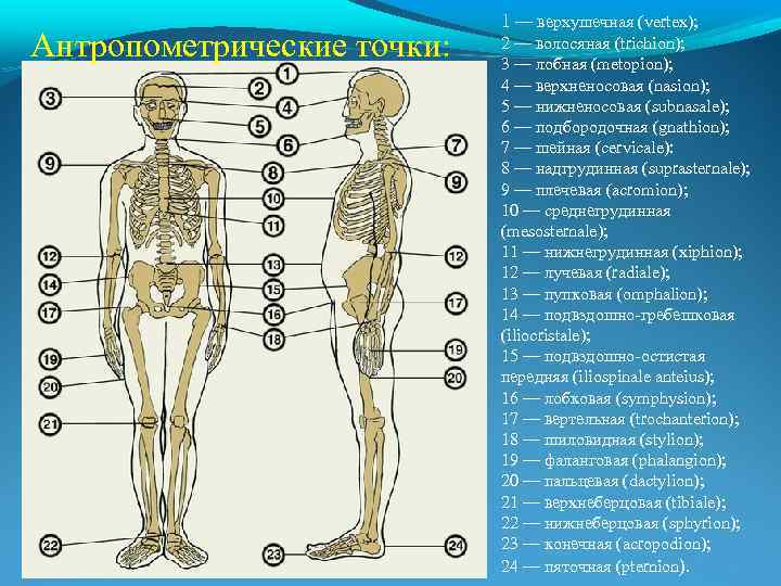 Антропометрические точки: 1 — верхушечная (vertex); 2 — волосяная (trichion); 3 — лобная (metopion);