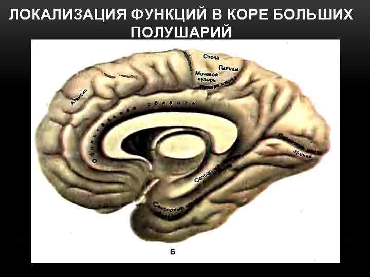 Высшие корковые функции презентация