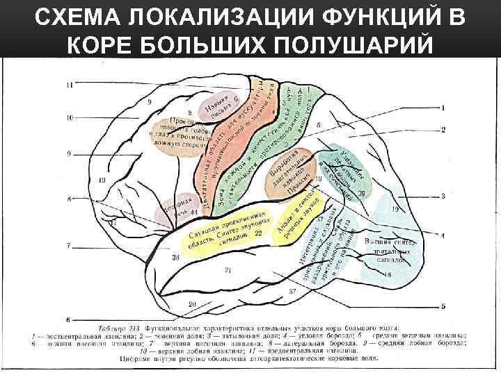 Большие полушария функции таблица. Локализация высших мозговых функций в коре головного мозга. Локализация психических функций в головном мозге. Расстройства высших мозговых функций неврология.