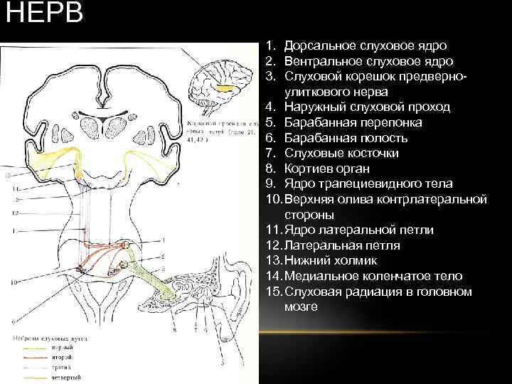 Вентральный и дорсальный. Дорсальные и вентральные ядра. Ядра слухового нерва. Слуховые переключательные ядра. Ядро слухового анализатора.