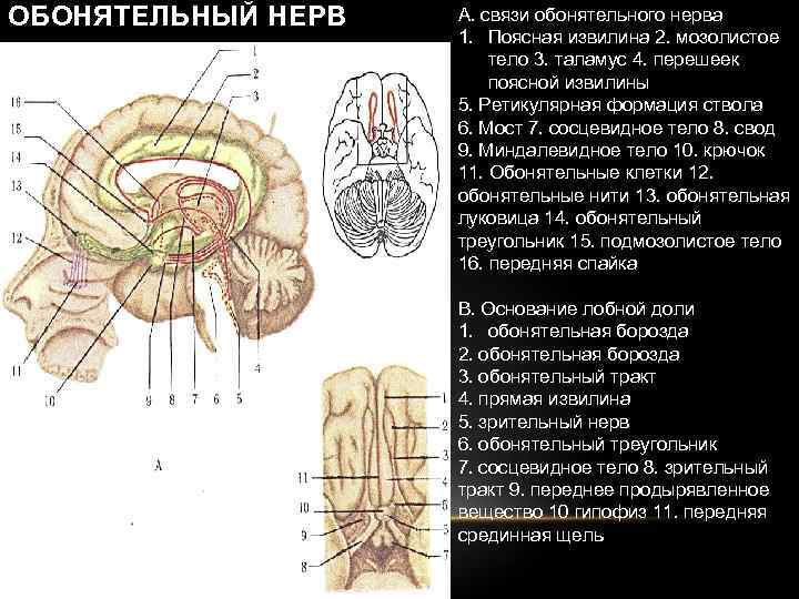ОБОНЯТЕЛЬНЫЙ НЕРВ А. связи обонятельного нерва 1. Поясная извилина 2. мозолистое тело 3. таламус