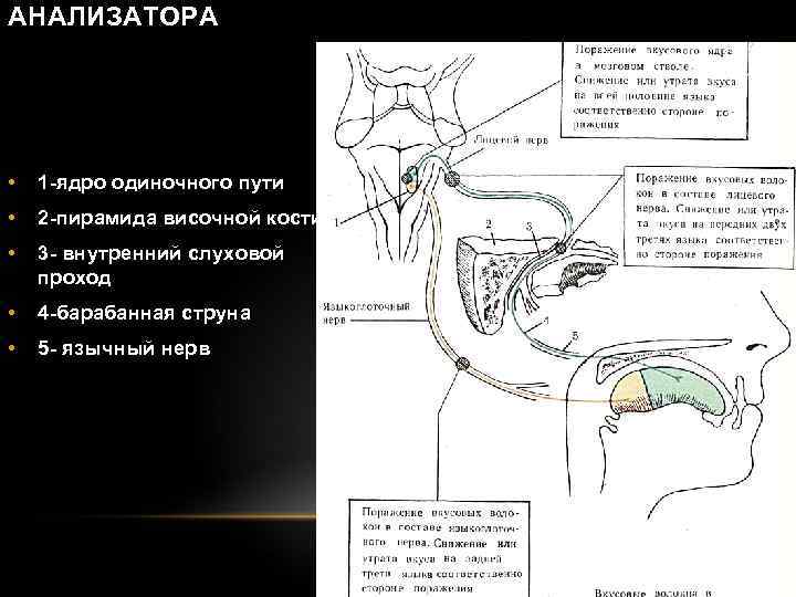 АНАЛИЗАТОРА • 1 -ядро одиночного пути • 2 -пирамида височной кости • 3 -