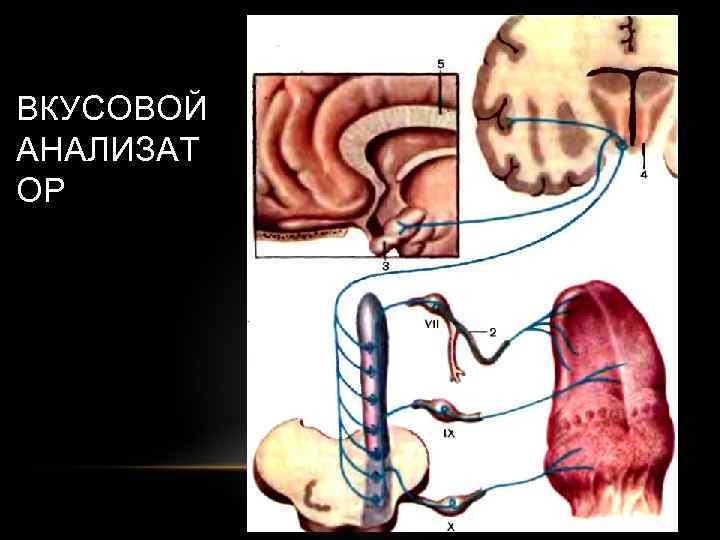 ВКУСОВОЙ АНАЛИЗАТ ОР 